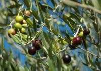 Potatura olivi con attrezzature a Castelfidardo